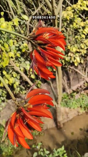 Indian Coral Tree 2024~ #cbs #nature #flowers смотреть онлайн