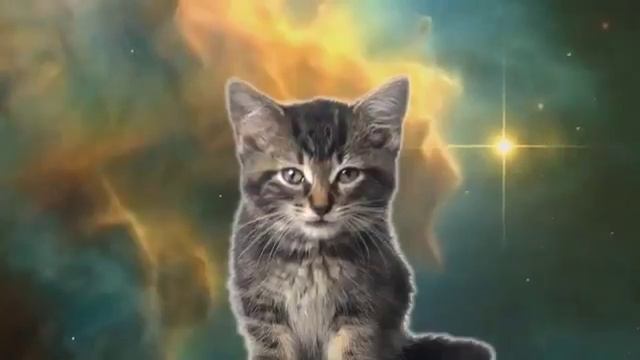 Песня котиков смотреть онлайн