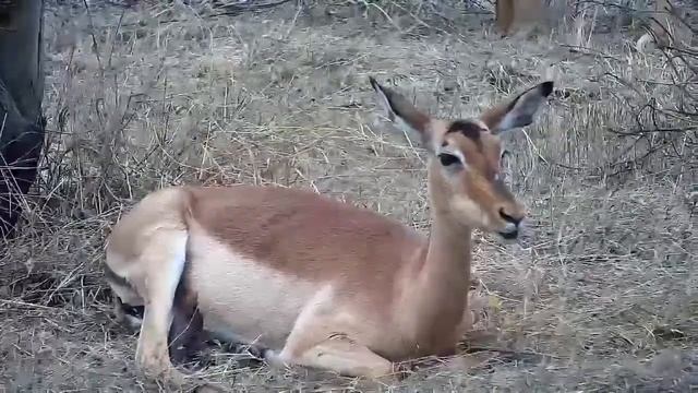 Djuma: Oxpecker taking a break with the Impala female - 09:45 - 09/18/21 смотреть онлайн