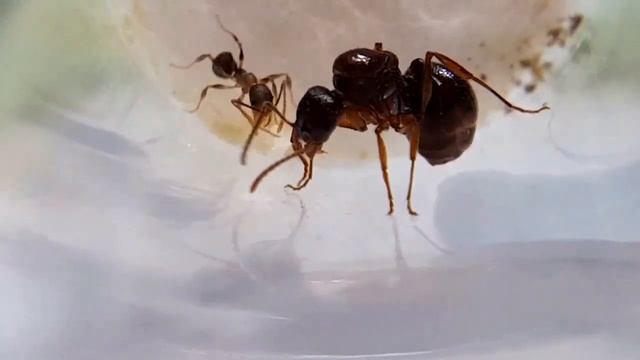 Aphaenogaster picea first nanitic смотреть онлайн