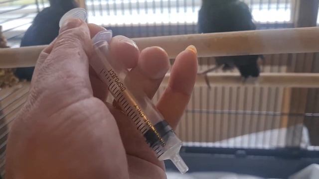 ВЛОГ птенцы дрозда дома! забота о птичкахмой опыт