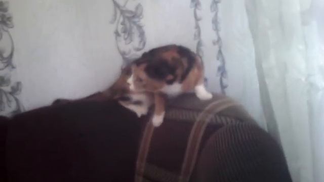 Злая кошка смотреть онлайн