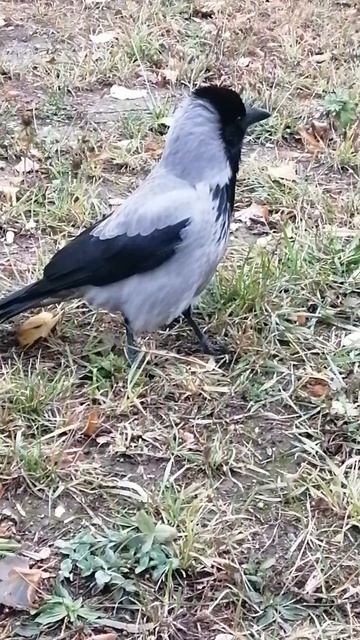 Очень нервная самка #вороны / Very agitated Female crow смотреть онлайн