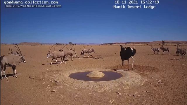 NamibiaCam: Ostrich moving in between oryx for a drink смотреть онлайн