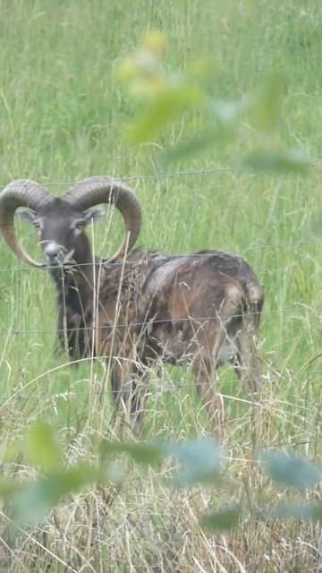 Mouflon Sheep смотреть онлайн