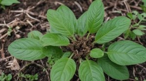 Достоинства и особенности гибрида огурцов Бабушкин секрет f1 - Овощи