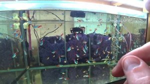 Информация по Меченосцам. Тернецию с нереста. Неон на нерест. Будни Аквариумиста.