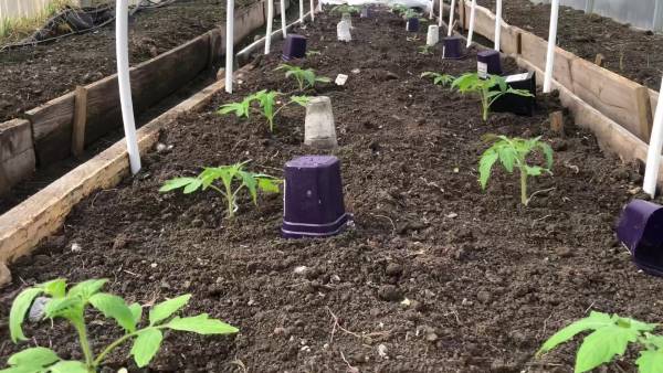 Высадка томатов на постоянное место в теплицу, 5 апреля 2023 г