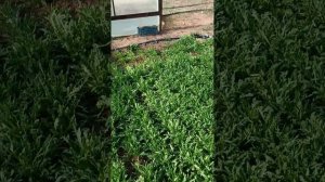 руккола в теплице