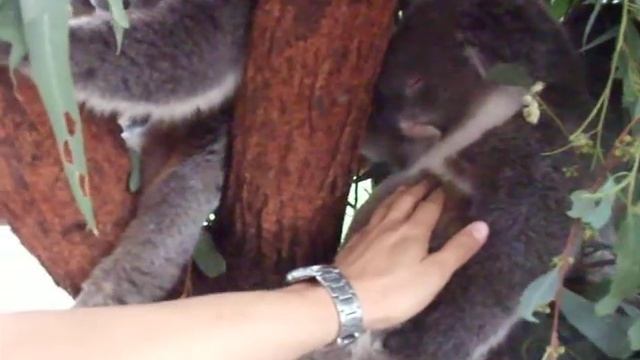 First meeting with Koala(2/2) смотреть онлайн