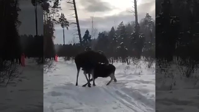 Лоси в зимнем лесу смотреть онлайн