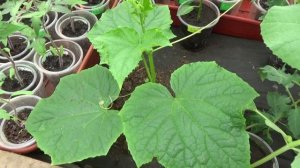 Болезни огурцов можно определить по фото таблицам.