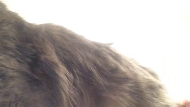 Чеего смотреть онлайн