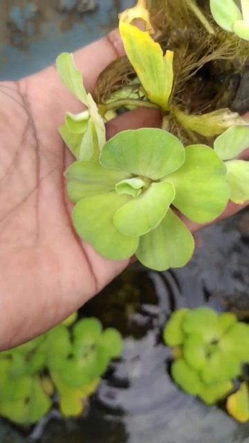Cultivate water lettuce 🌱☘️ #nature #shorts #garden смотреть онлайн
