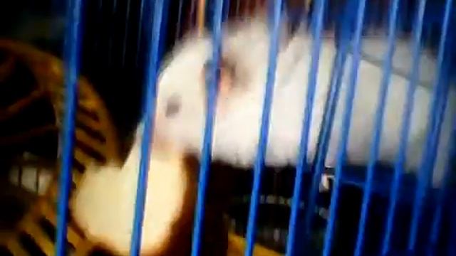 Зверьё Моё:Жадный хомяк смотреть онлайн