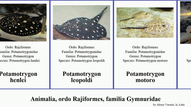 Animalia, ordo Rajiformes, familia Gymnuridae urobatis maculatus jamaicensis chilensis Gymnura смотреть онлайн