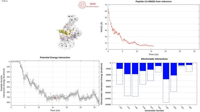 Recognition event between RSG-1.2 peptide and HIV-1 Rev protein sampled with SuMD (V2) смотреть онлайн