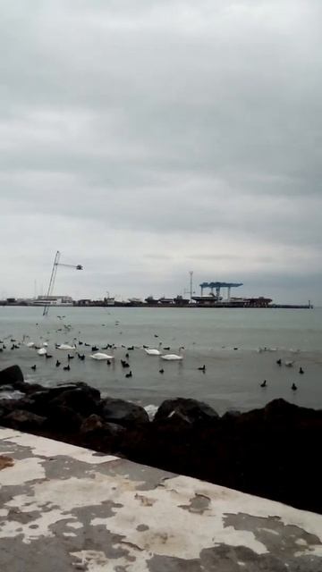 Birds of the Black Sea on January смотреть онлайн