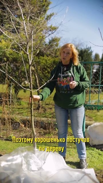 Зачем опытные садоводы рано весной на восходе солнца трясут свои деревья? смотреть онлайн