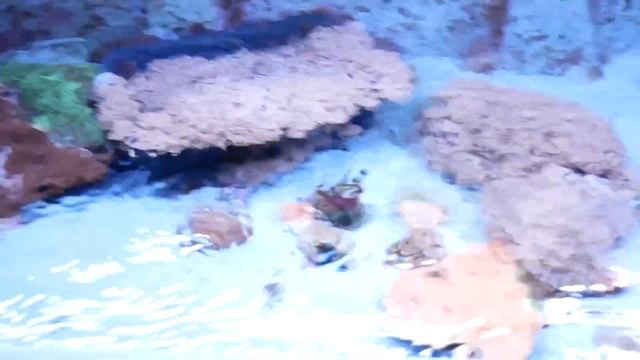 Flatworms and Daily Stuff Reef Vlog смотреть онлайн