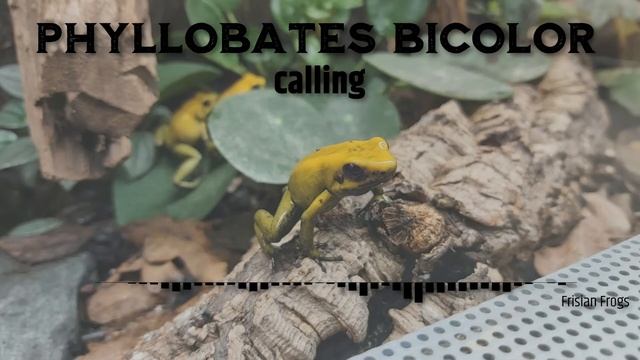Phyllobates Bicolor calling смотреть онлайн