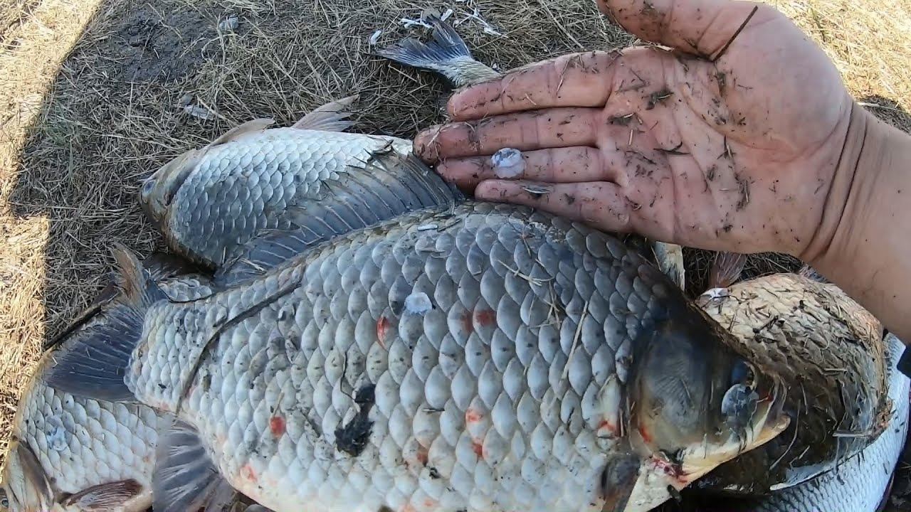 Давно я не ловил таких огромных КАРАСЕЙ.