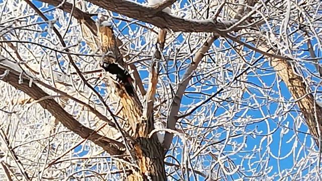 ТОҚЫЛДАҚ ҚҰС, ДЯТЕЛ ДОЛБИТ ДЕРЕВО, WOODPECKER HOLLOW TREE