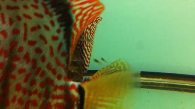 Discus leopard x leopard 8 gg nuoto libero смотреть онлайн