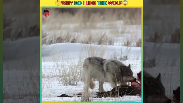 🤔😱Why Do I Like The Wolf #shorts #viral #wolf #like #animals #trending @AslamFacts смотреть онлайн