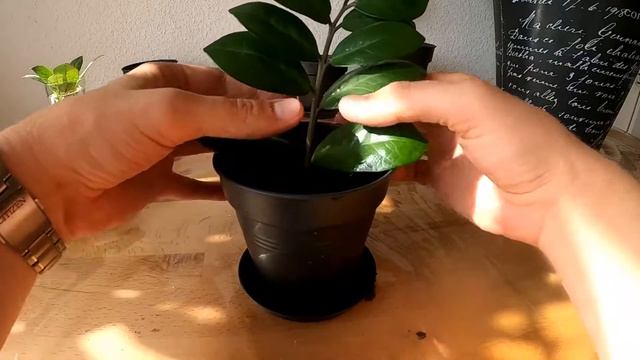 How to propagate ZZ plants: 3 simple ways смотреть онлайн