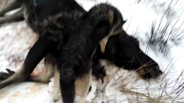 Лось 31 12 2020год смотреть онлайн