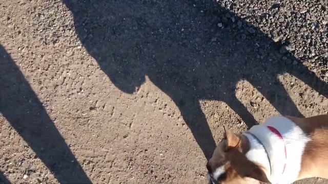 Французский бульдог Варенька: снимаем кисок/French bulldog Barbara: remove pussy смотреть онлайн