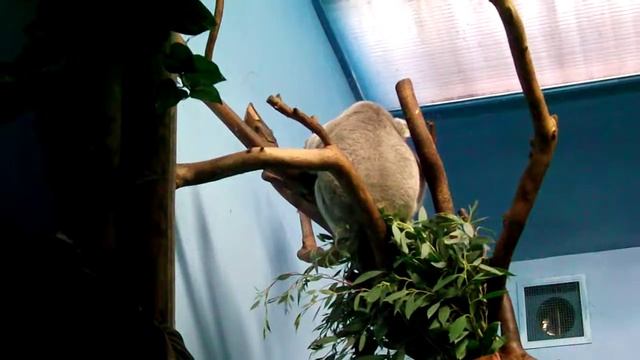 Koala 2 смотреть онлайн