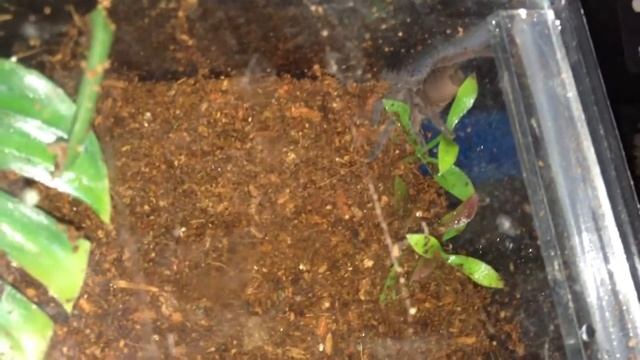 youView Tarantulas first few vids My c.sf dyscolus devil blue! in its new enclosure смотреть онлайн