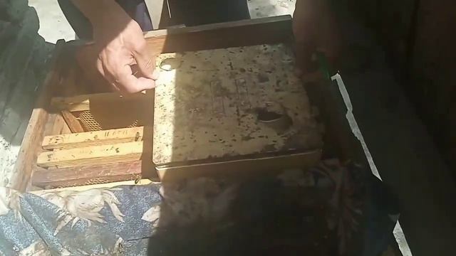 ASALARICHLIKDA KUCHSIZ ARILARGA YORDAM BERIP KUCHATIRISH смотреть онлайн