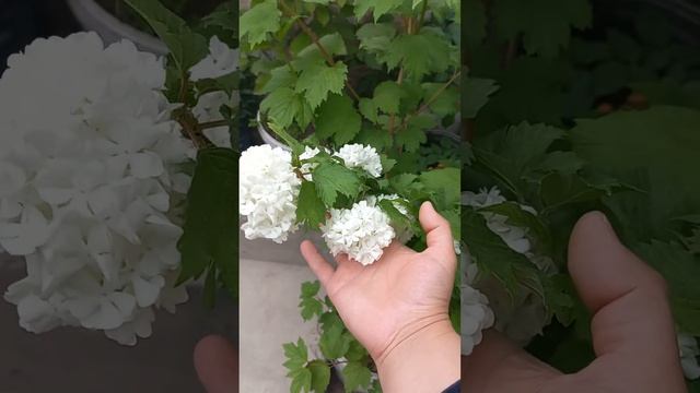 Buldenaj (küfdə gülü) смотреть онлайн