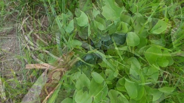 2 апреля 2024 г ЯДОВИТЫЙ ЖУК МАЙКА . смотреть онлайн