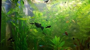 Моллинезии на 11.04.2025 года, размер рыбок для покупателей с Авито