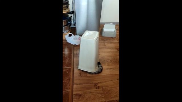 Кот и ведро смотреть онлайн