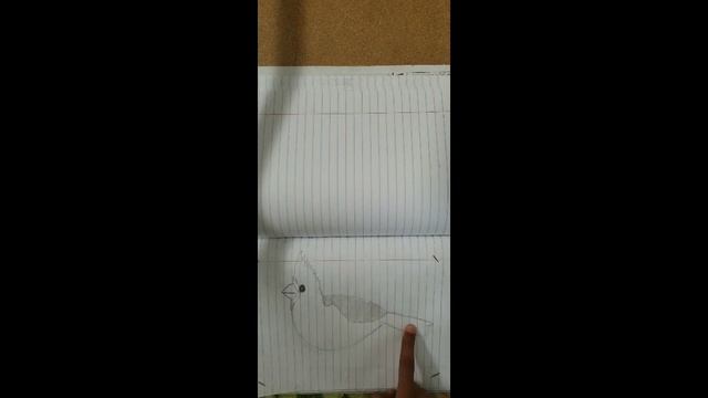 How to draw Cardinal Bird смотреть онлайн
