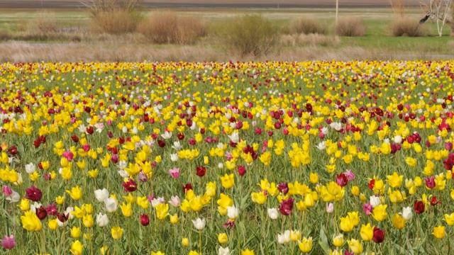 Степные тюльпаны и ирисы Апрель 2025 смотреть онлайн