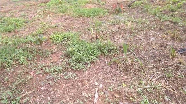 Cacau PH 16, plantado a 4 meses. смотреть онлайн