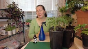 ОТ ЧАХЛОЙ РАССАДЫ ТОМАТОВ К МОЩНЫМ КОРНЯМ - ПЛАН УКРЕПЛЕНИЯ И НАРАЩИВАНИЯ КОРНЕЙ РАССАДЫ