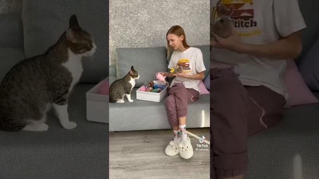 кошка мята тик ток