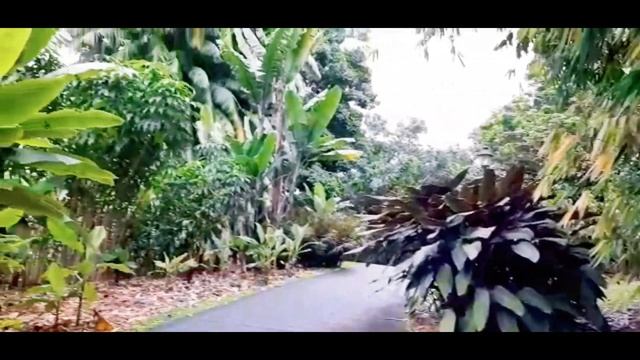 Singapore Botanic Gardens Exploration смотреть онлайн