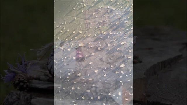 HUNTER_2019 смотреть онлайн