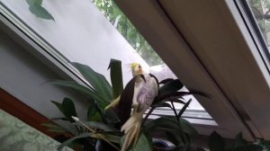 Птенец кореллы самка, 3 месяца