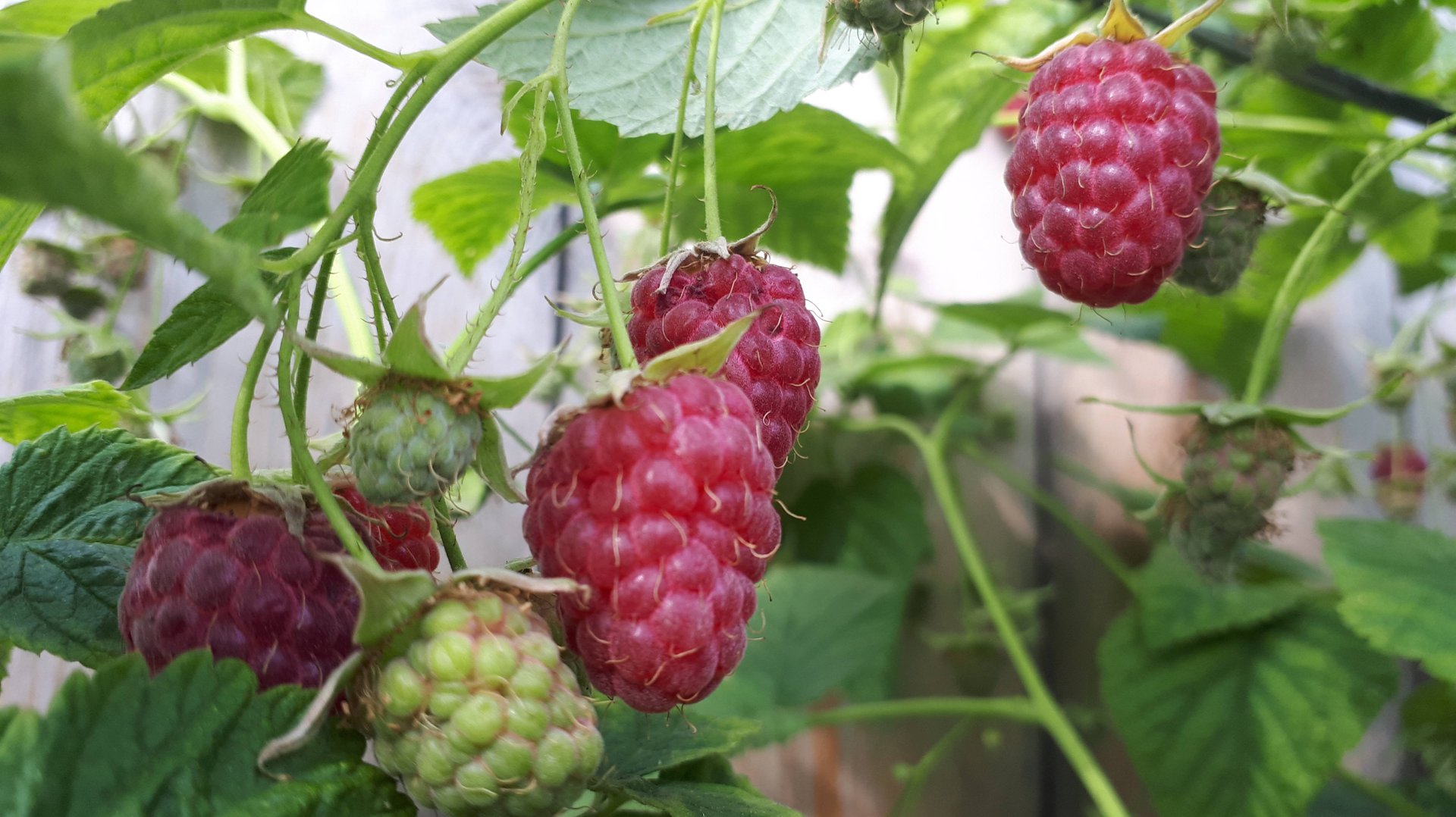 2026.  (11-04-2025),  сегодня чистим малину и делаем ...