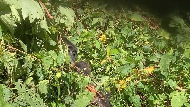 Mountain Gorillas in Bwindi Impenetrable NP, 14th April 2021 смотреть онлайн