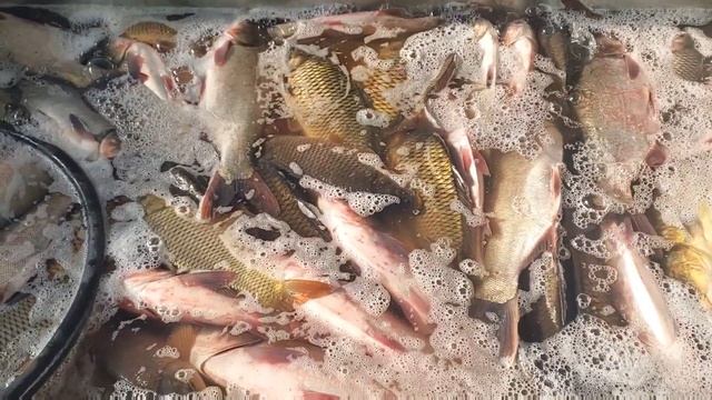 Тирик баликларимиз сотувда,Tirik baliqlarimiz sotuvda смотреть онлайн